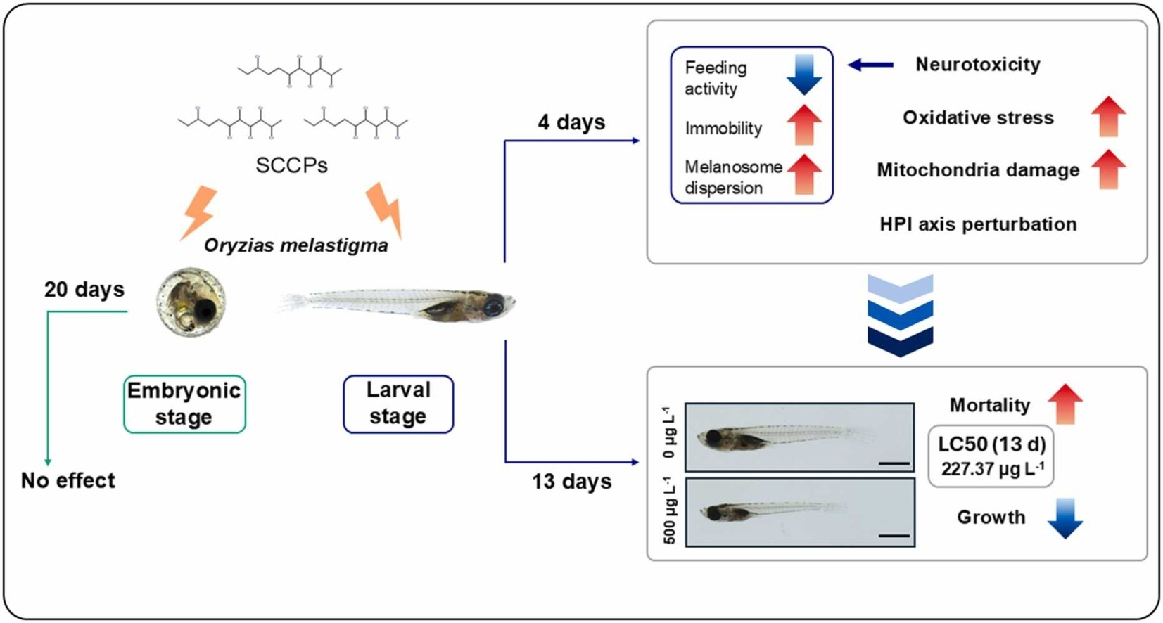 Incheon National University, Department of Marine Science — Researcher Seong‑Deok Do, first discovery of the effects of short‑chain chlorinated paraffins on the nervous systems of marine fish. 대표이미지
